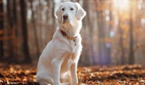 Lotti